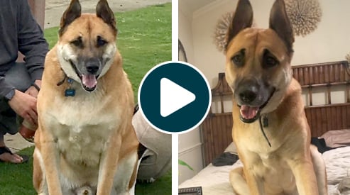 a before and after picture showing bear's 29 lb weight loss