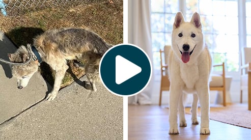 before and after of rescue dog rocky