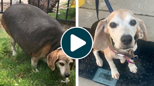 a before and after image of wolfgang showing his massive weight loss transformation